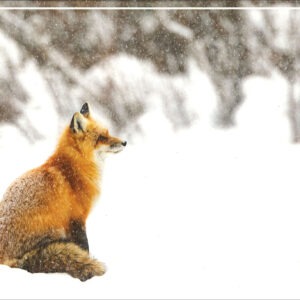WINTER DAY DREAMING