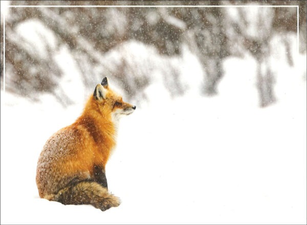 WINTER DAY DREAMING