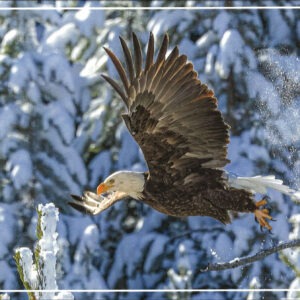 FROSTY FLIGHT
