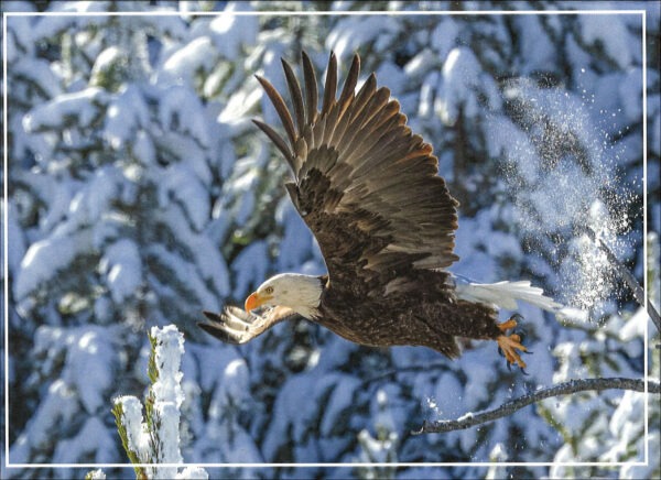 FROSTY FLIGHT