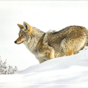 SNOW DOG