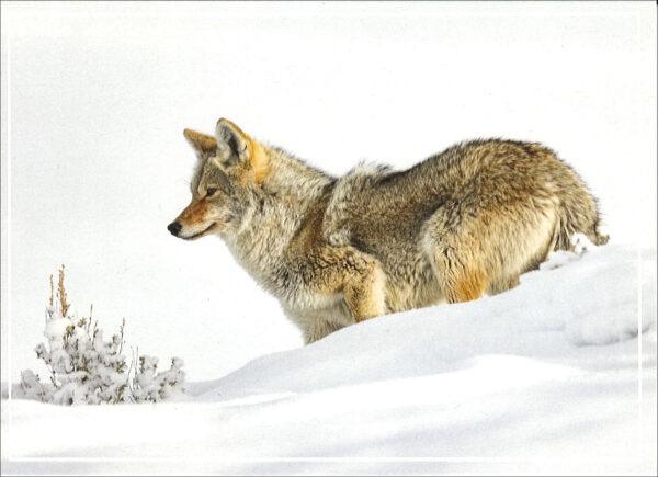 SNOW DOG