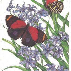 AN805 Figure 8 Butterfly Notecard