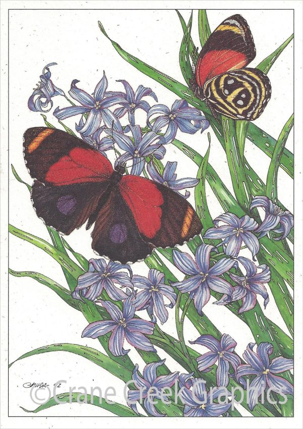 AN805 Figure 8 Butterfly Notecard