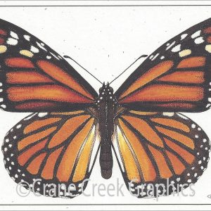 AN808 Monarch or Milkweed Butterfly Notecard