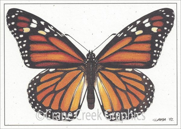 AN808 Monarch or Milkweed Butterfly Notecard