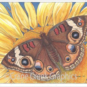 AN810 Buckeye Butterfly Notecard by Marty Anderson