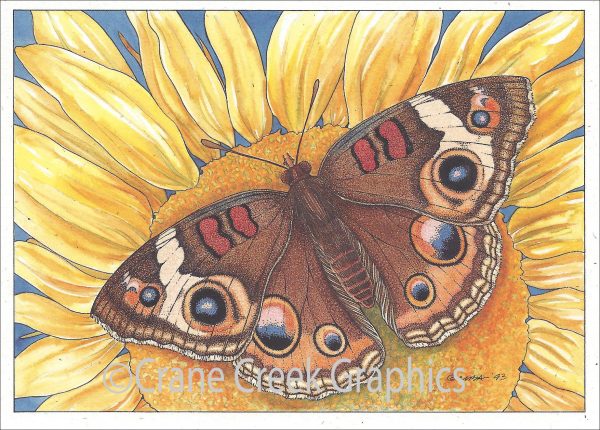 AN810 Buckeye Butterfly Notecard by Marty Anderson