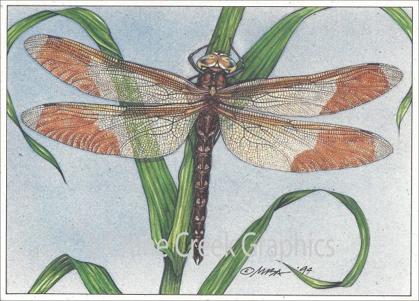 AN820 Dragonfly Notecard