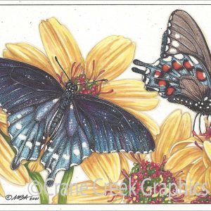 AN872 Pipevine Swallowtail Butterfly Notecard