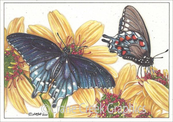 AN872 Pipevine Swallowtail Butterfly Notecard