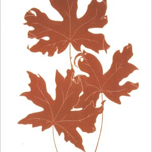 EN7012 Big Leaf Maple Notecard