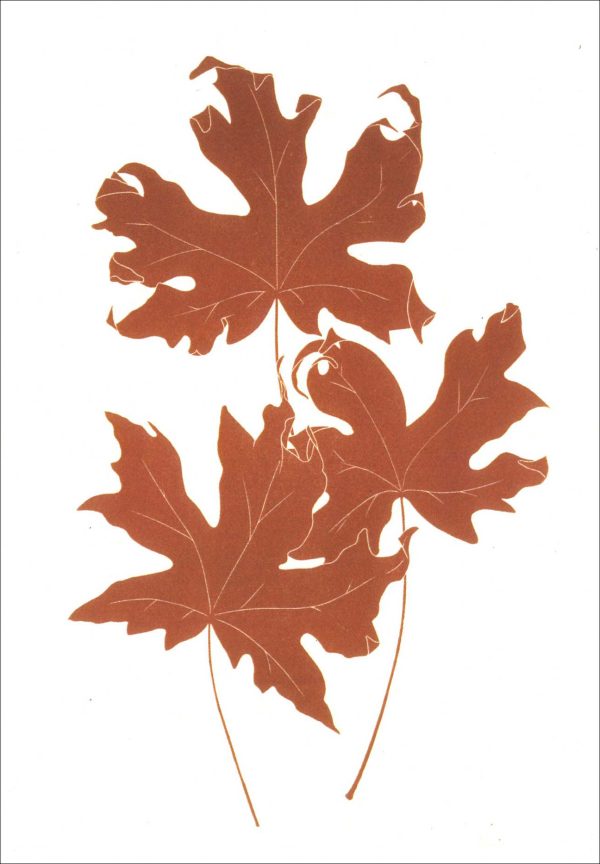EN7012 Big Leaf Maple Notecard