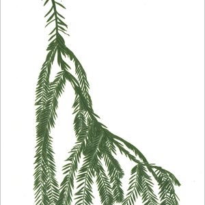 EN7013 Coast Redwood Notecards