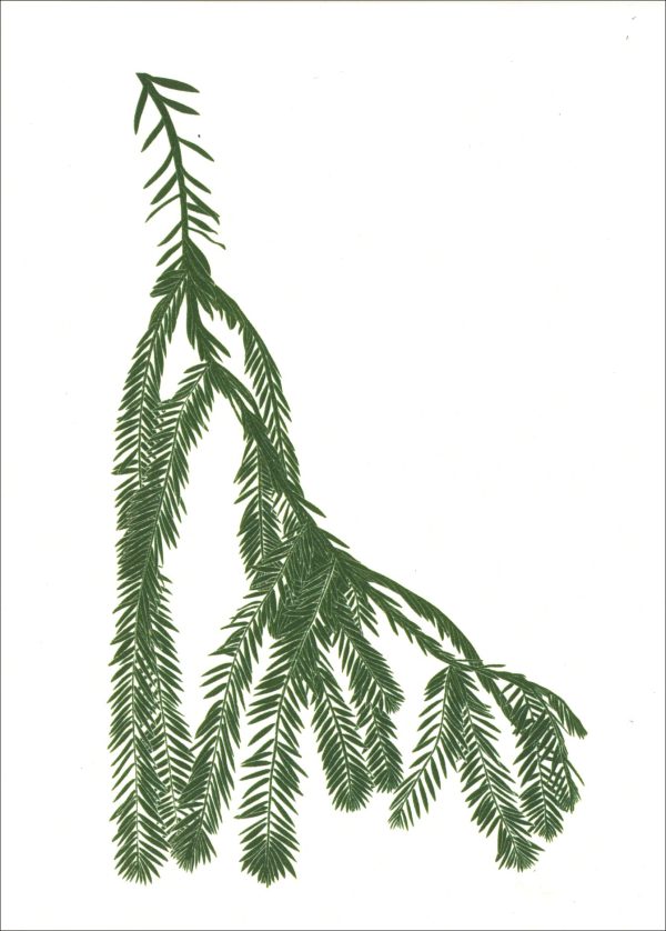 EN7013 Coast Redwood Notecards