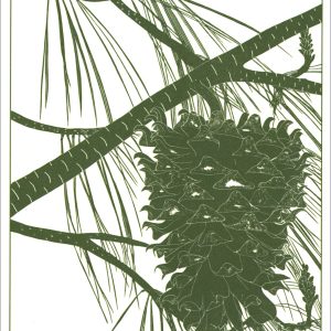 EN 7014 Pine Notecards