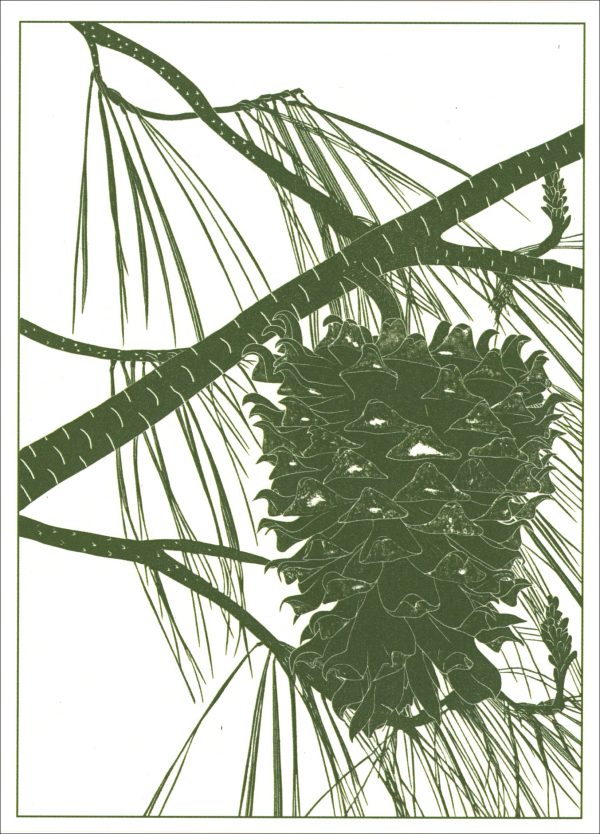 EN 7014 Pine Notecards
