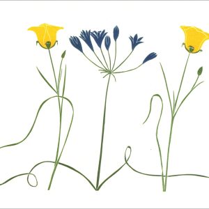 EN7015 Brodiaea and Calochortus Notecards