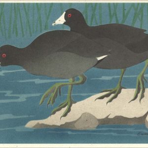 NC1026 American Coot Notecards