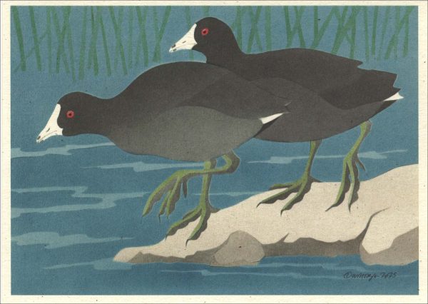 NC1026 American Coot Notecards