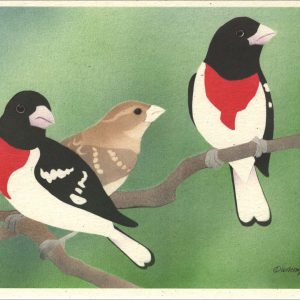 NC1027 Rose-Breasted Grosbeaks  Notecards