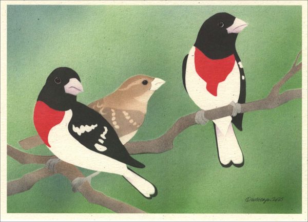 NC1027 Rose-Breasted Grosbeaks  Notecards