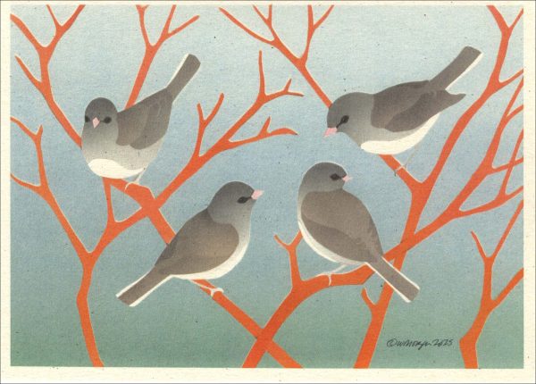 NC1030 Dark-Eye Juncos Notecards