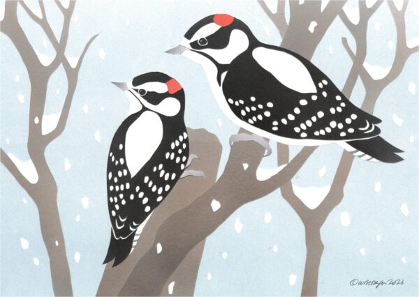 HC1032 Downy Woodpeckers Holiday Card