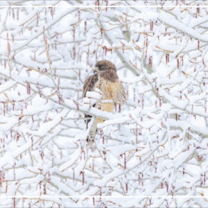 HC 3024 SWAINSON'S HAWK Holiday card