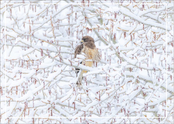 HC 3024 SWAINSON'S HAWK Holiday card