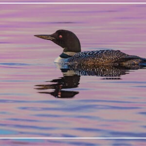 HC3026 LOON LAKE HOLIDAY CARDS