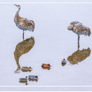 HC3027 HOLIDAY GATHERING HOLIDAY CARD