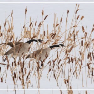 HC 3023 Holiday Honkers Holiday card