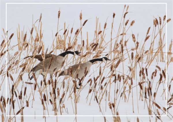 HC 3023 Holiday Honkers Holiday card
