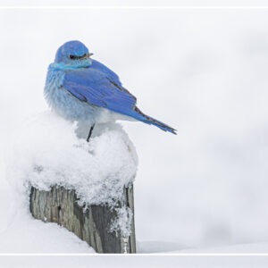 HC 3025 SNOWY PERCH Holiday Card