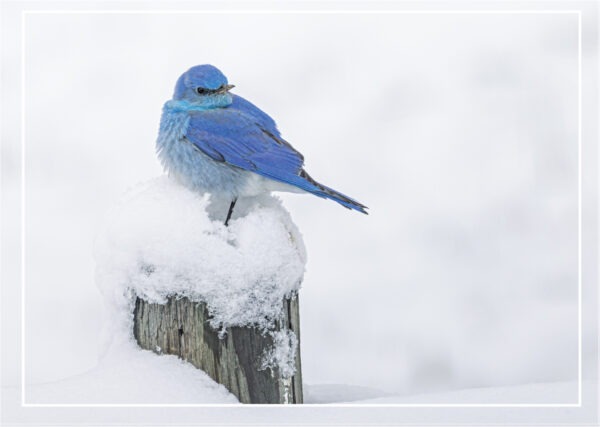 HC 3025 SNOWY PERCH Holiday Card